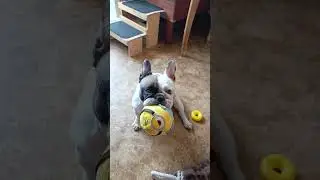 Тэя принесла игрушку на обмен. Teya brought a toy to exchange. #French bulldog #собака #cute #funny