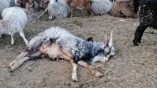 Убрал козла и другое