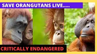 SAVE ORANGUTANS LIVE