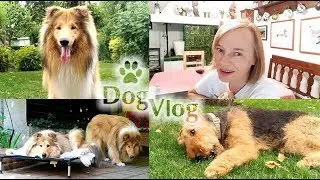 DogVLog: Собаки, новости нашей жизни