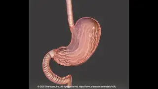 The stomach
