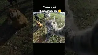 Выздоравливай бро