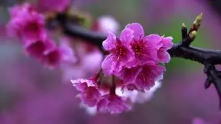 Short Meditation Music | 5 minute relaxation and calming music by Hennie Bekker (Spring Rain)