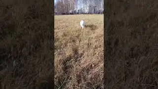Модельная походка 🐾