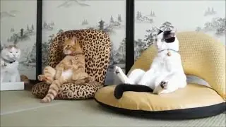 Подборка приколи и неудач смешные животные :)