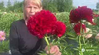 Inexpensive peonies in red-raspberry-burgundy colors: Red Charm, Red Grace, Carol, Command Perfor...