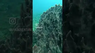 Conoce más sobre estos increíbles animales