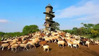 Raising Goats on a Sustainable Backyard Farm: Why don't you need a big land to raise goats?