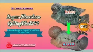 Flowerhorn Getting Black || Easy Steps to make Flowerhorn Stress Free || Flowerhorn Fading