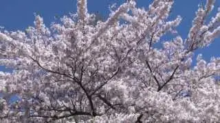 Cherry Blossom - High Park Toronto 2013