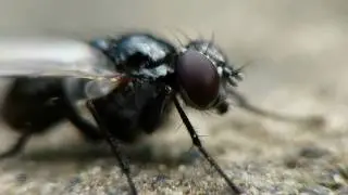 Insekten in Makro (Makrofotografie) FULL HD!!!
