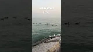 July in Toronto! #dorismcarthy #scarborough #scarboroughbluffs #trails #canada #canadalife #toronto