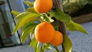 Homegrown Mandarins....