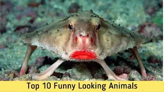 Top 10 Funny Looking Animals
