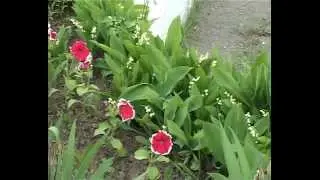 ФУРМАНОВ_ЦВЕТОЧНЫЕ ВОРИШКИ