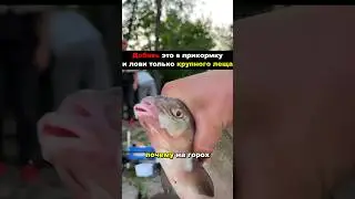 📍Добавь это в прикормку и лови крупного леща! #лещнафидер