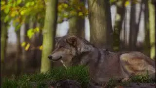 wolf so danger