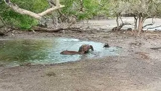 komodo Dragon attack the Deer.