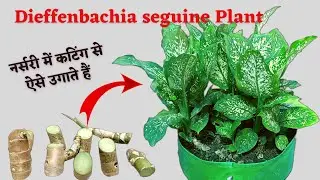 How to multiply trees with simple stems || Dieffenbachia plant #propagation #trending #viral