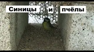 Синицы кошмарят пчёл.