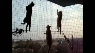 КОТИКИ на БАЛКОНЕ