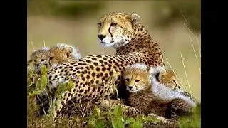 Documentaire // Animaux sauvages // ☆ Les mondes perdus ☆【FR】 720p