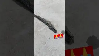 सांप की उतारी अपनी केचुली। saanp ki kechuli. 