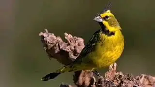 Cardenal amarillo cantando a full