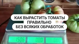 Как выращивать помидоры правильно Живая почва в огороде