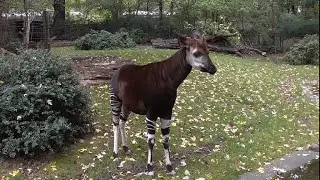 L'okapi