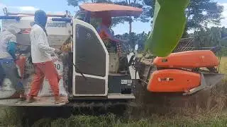 Rice Productions/How to Harvest Rice/Agribusiness @everisvlog