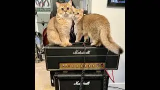 Paul Gilbert (Racer X, Mr. Big) Guitar Tone/Gear: Ibanez, Marshall Amp and His Cat (2023)