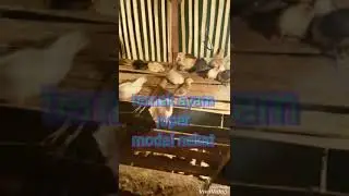 Ternak ayam joper(jowo super) dengsn modal nekat