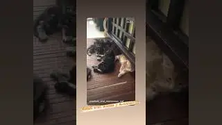 Котики проглотики) мейнкунятам от Корнея и Лёли 1 месяц🎉 и теперь они начали кушать из миски😻