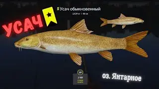 Русская рыбалка 4 (РР4) озеро Янтарное Усач Russian fishing 4 (РР4) lake Amber Barbel