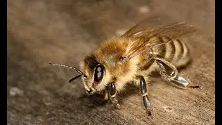 Зачем пчеле жало?