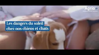 AGRIA - Les dangers du soleil chez nos chiens et nos chats