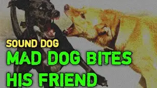MAD DOG BITES HIS FRIEND | DOG BARKING LOUDLY