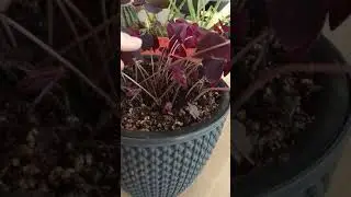 Oxalis, süs yoncası, uyku çiçeği, kelebek çiçeği... 😊 diğer saksıda da sukulent, kaktüs, aleovera