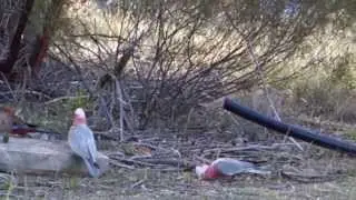 3 different birds