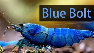 Blue Bolt | Crystal Bee | Shrimp | 4K
