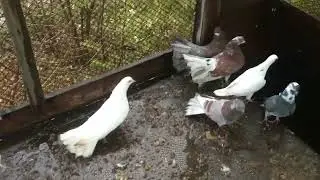 Голуби Шейха, New Pigeons, Новые голуби приехали!