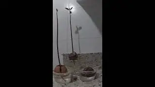 Pé de Abacate crescendo em time lapse