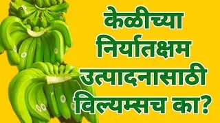 निर्यातक्षम केळी उत्पादनासाठी 
