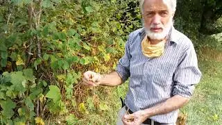 Beaked Hazelnut: A West Coast Native Nut Tree That Ripens in the Summer
