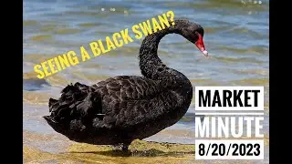 Did we just see a Black Swan?   -  Market Minute 20 August 2023