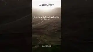 Animal Fact p.t.2 