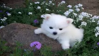 American Eskimo Dog Parasite Prevention