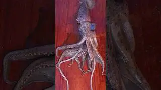 Mücevher Kalamarı: Derin Denizlerin Gizemli Yaratığı