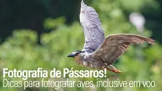 Fotografia de Pássaros! 5 (ou mais) dicas para fotografar aves, inclusive em voo.
